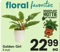 ACME Golden Girl offer
