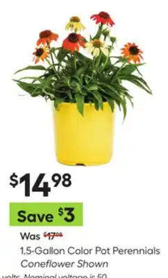 Lowe's 1.5-Gallon Color Pot Perennials offer
