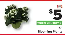 Weis Markets 4 Blooming Plants offer