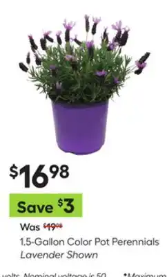 Lowe's 1.5-Gallon Color Pot Perennials Lavender Shown offer