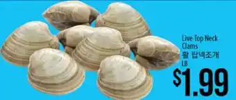 Hmart Live Top Neck Clams offer