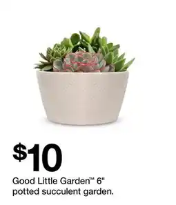 Target Good Little Garden 6 potted succulent garden offer