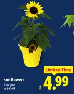 Lidl sunflowers offer