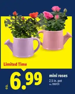 Lidl mini roses offer