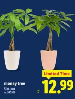 Lidl money tree offer
