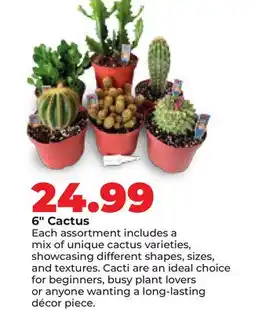 Hy-Vee 6 Cactus offer