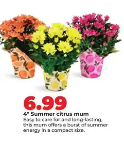 Hy-Vee 4 Summer citrus mum offer