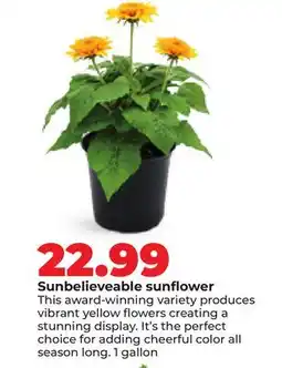 Hy-Vee Sunbelievable sunflower offer