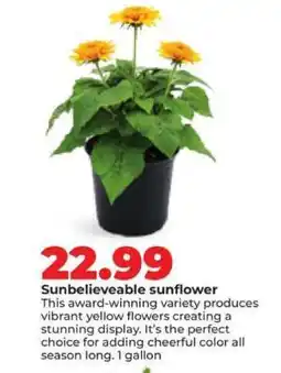 Hy-Vee Sunbelieveable sunflower offer