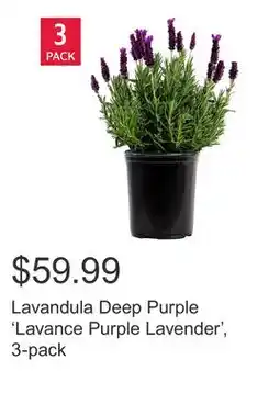 Costco Lavandula Deep Purple 'Lavance Purple Lavender', 3-pack offer