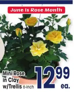Jewel-Osco Mini Rose in Clay w/Trellis offer