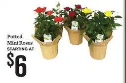 Mariano's Potted Mini Roses offer