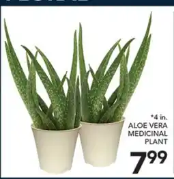 Pete's Fresh Market ALOE VERA MEDICINAL PLANT offer
