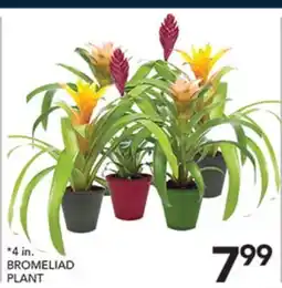 Pete's Fresh Market BROMELIAD PLANT offer