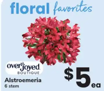 ACME Alstroemeria offer