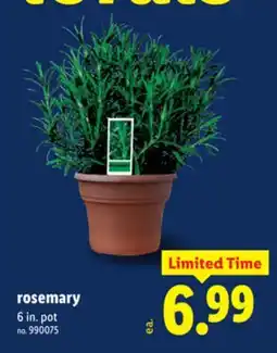 Lidl Rosemary offer