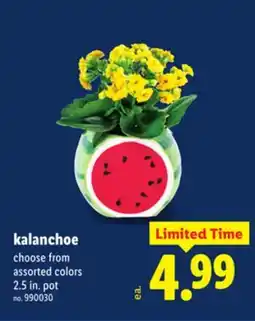 Lidl Kalanchoe offer