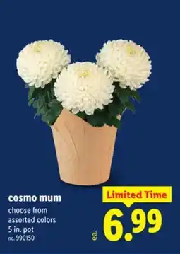 Lidl Cosmo Mum offer