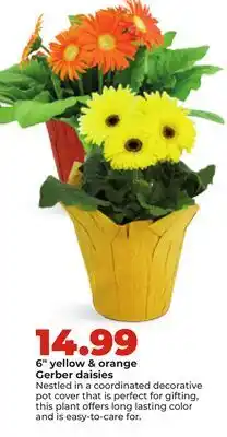 Hy-Vee 6 yellow & orange Gerbera Daisy offer