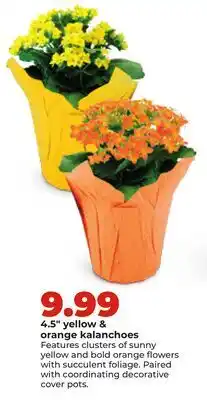 Hy-Vee 4.5 yellow & orange kalanchoes offer