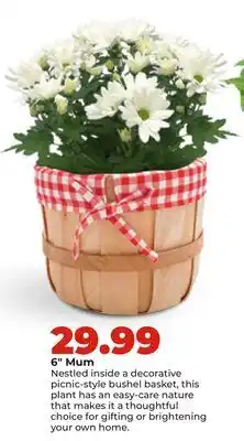 Hy-Vee 6 Mum offer