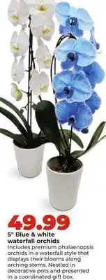 Hy-Vee 5 Blue & white waterfall orchids offer