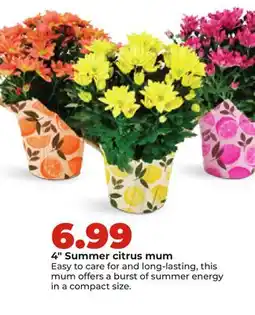 Hy-Vee 4 Summer citrus mum offer