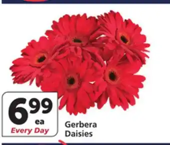 Albertsons Gerbera Daisies offer