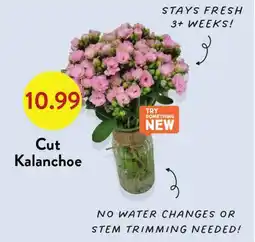 Fresh Thyme Cut Kalanchoe offer