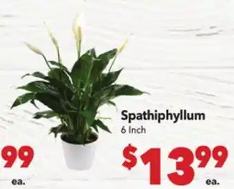Vallarta Supermarkets Spathiphyllum offer