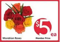 Safeway Mondrian Roses offer