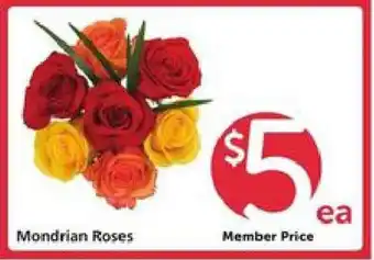 Safeway Mondrian Roses offer