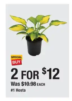 The Home Depot 1 Hosta offer
