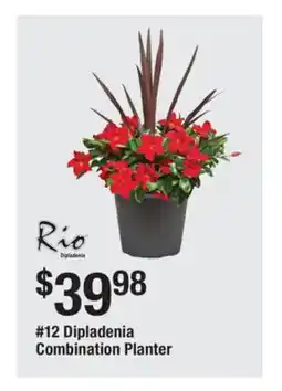 The Home Depot 12 Dipladenia Combination Planter offer