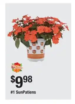 The Home Depot 1 SunPatiens offer