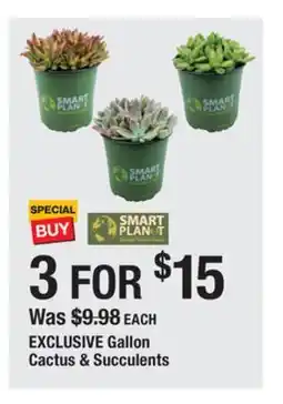 The Home Depot Gallon Cactus & Succulents offer