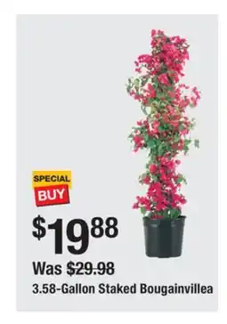 The Home Depot 3.58-Gallon Staked Bougainvillea offer