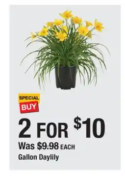 The Home Depot Gallon Daylily offer