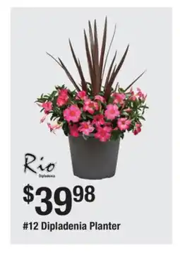 The Home Depot 12 Dipladenia Planter offer