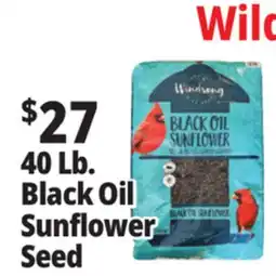 Ocean State Job Lot Black Oil Sunflower Seeds 40 lbs offer