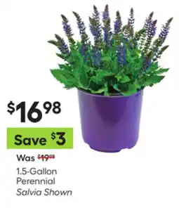 Lowe's 1.5-Gallon Perennial Salvia Shown offer