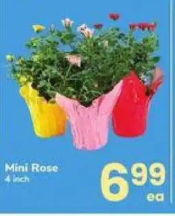 Safeway Mini Rose offer