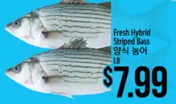 Hmart Fresh Hybrid Striped Bass offer