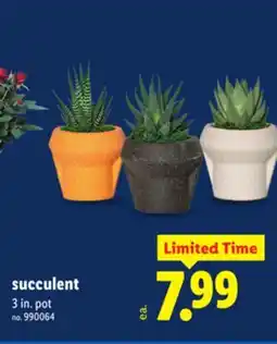 Lidl succulent offer