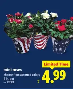 Lidl mini roses offer