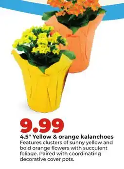 Hy-Vee 4.5 Yellow & orange kalanchoes offer