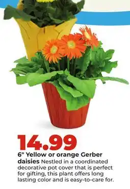 Hy-Vee 6 Yellow or orange Gerberdaisies offer