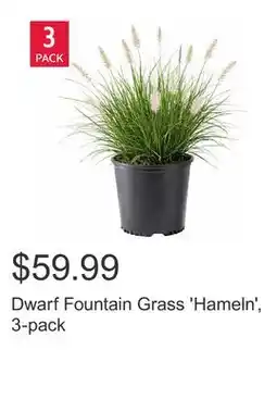Costco Dwarf Fountain Grass 'Hameln', 3-pack offer