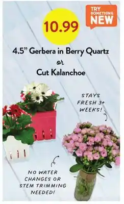 Fresh Thyme 4.5 Gerbera in Berry Quartz or Cut Kalanchoe offer