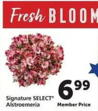 Safeway Signature Select Alstroemeria offer